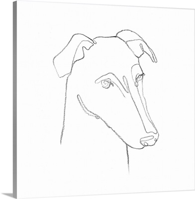Greyhound Pencil Portrait II
