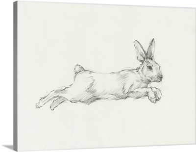 Hare Pencil Study I