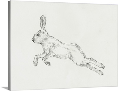 Hare Pencil Study II
