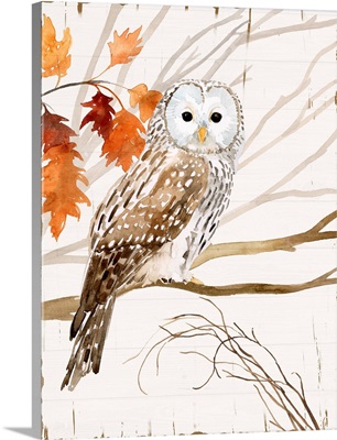 Harvest Owl I