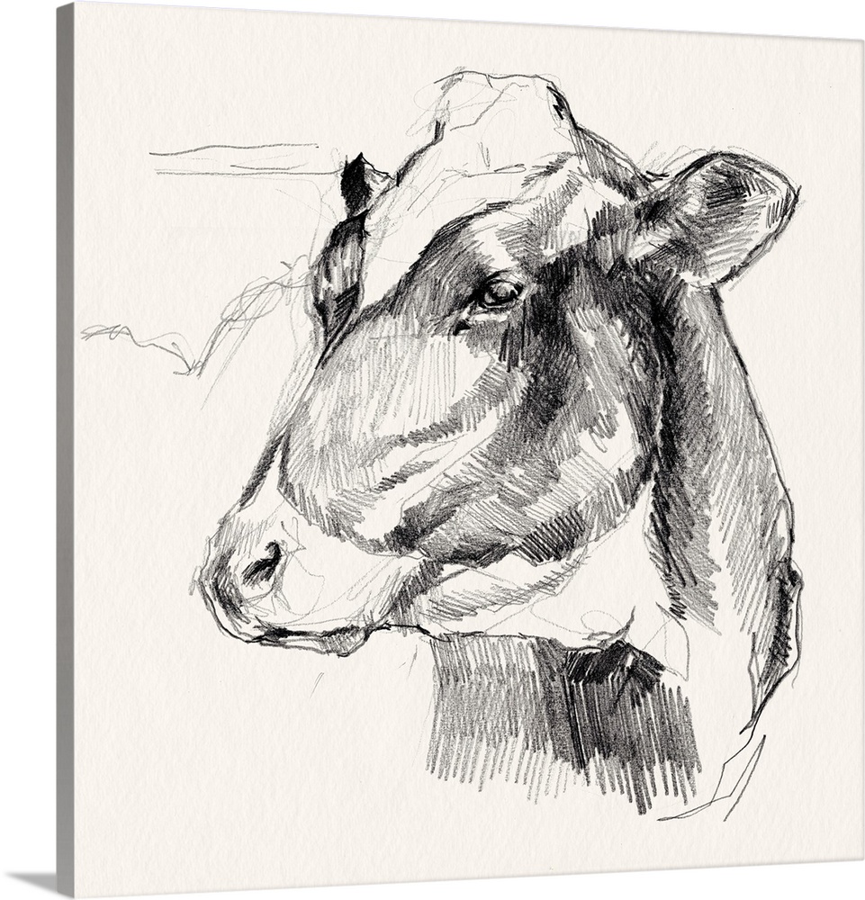 Holstein Portrait Sketch II