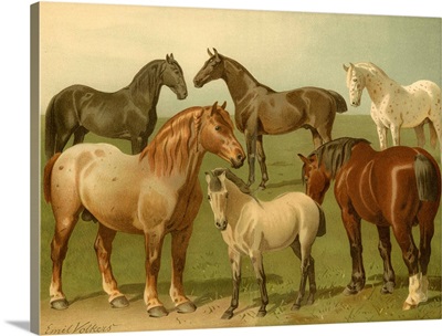 Horse Breeds II