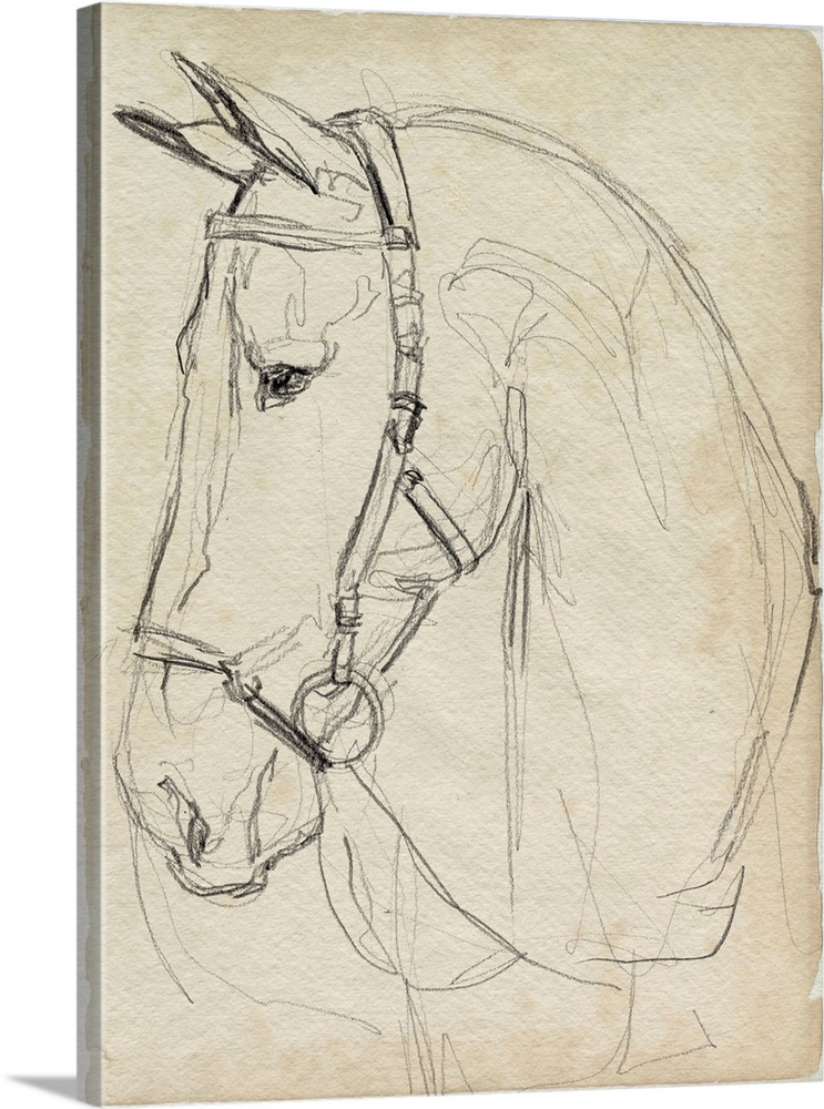 Horse In Bridle Sketch II