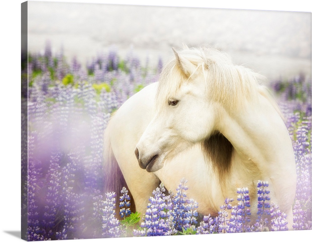 Horse In Lavender III
