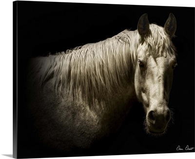 Horse Portrait VI