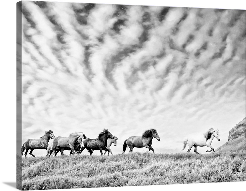 Horse Run III