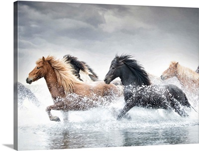 Horse Run V