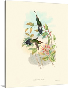 Hummingbird Delight I image thumbnail