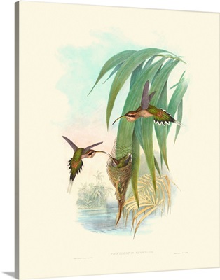 Hummingbird Delight III