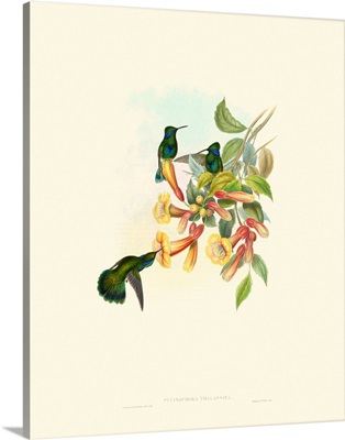Hummingbird Delight IX
