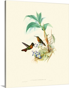 Hummingbird Delight X image thumbnail
