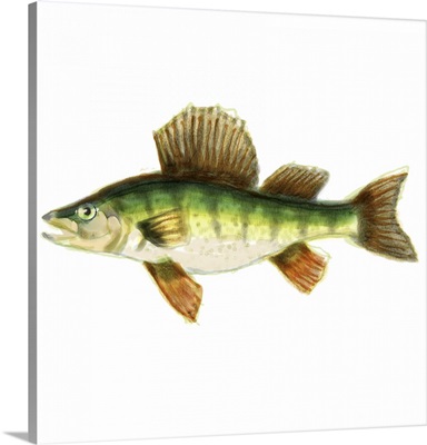 Illustrated Yellow Perch