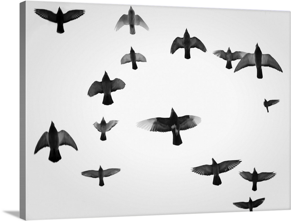 Fine art photo of a flock of pigeons in flight, seen overhead.
