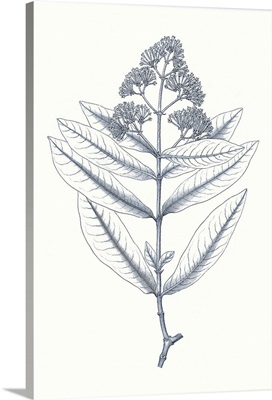 Indigo Botany Study I