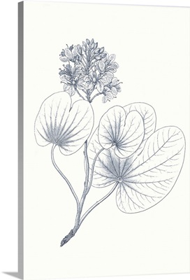 Indigo Botany Study IV