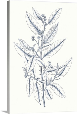 Indigo Botany Study V