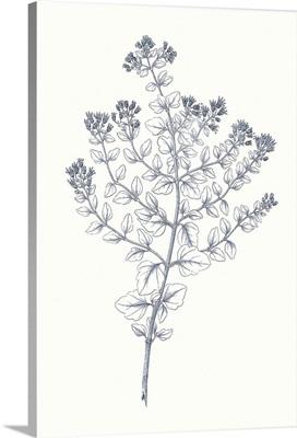 Indigo Botany Study VI
