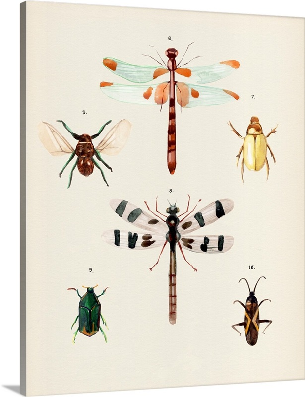 Insect Varieties II | Great Big Canvas