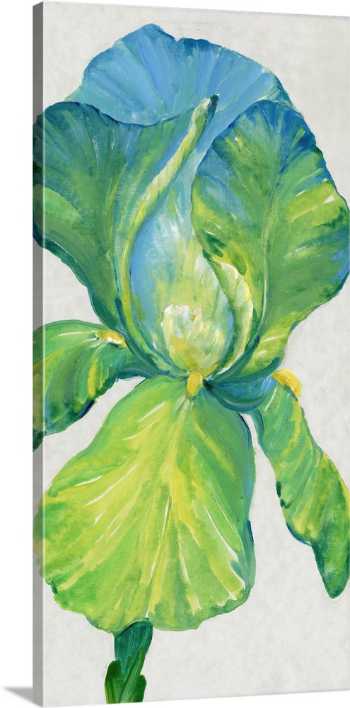 Iris Bloom In Green II