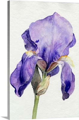 Iris In Bloom I