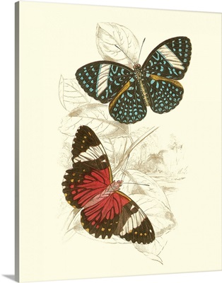 Jardine Butterflies I
