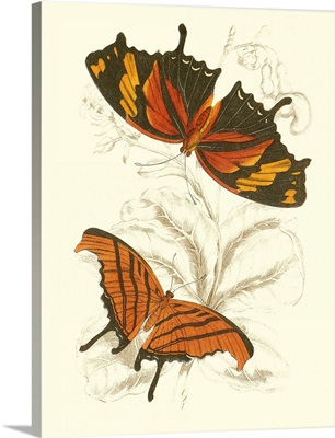 Jardine Butterflies V