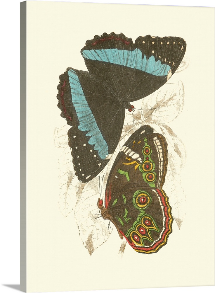 Jardine Butterflies VI