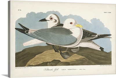 Kittiwake Gull