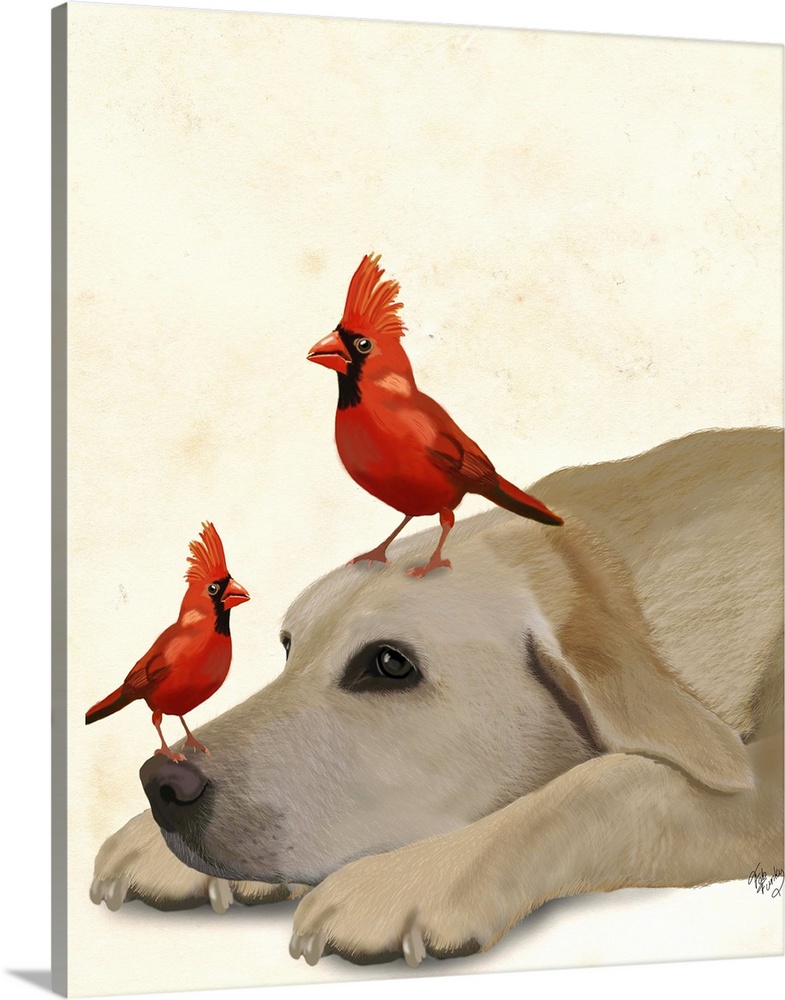 A yellow lab laying on the floor with two cardinals.