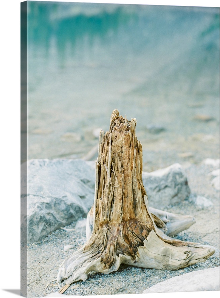 Photograph of driftwood on the shore of Moraine Lake, Banff, Canada.