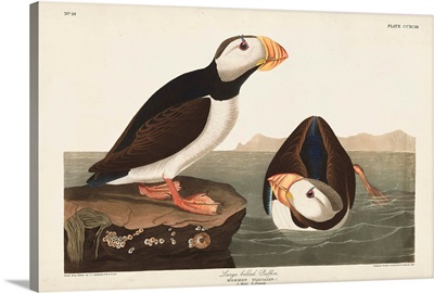 Large-Billed Puffin