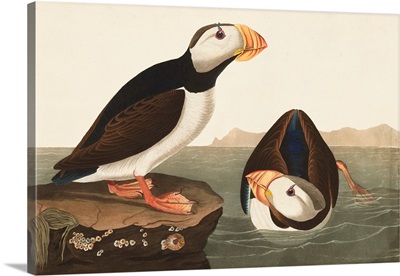 Large-Billed Puffin