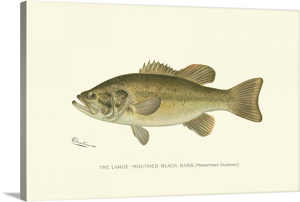 Large-Mouthed Black Bass | Large Solid-Faced Canvas Wall Art Print | Great Big Canvas