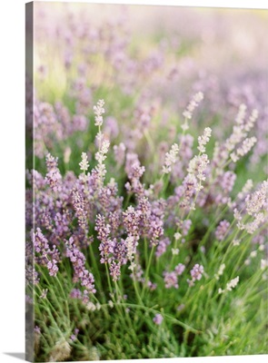 Lavender Field III