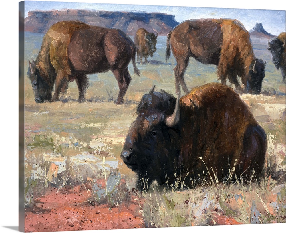 Contemporary painting of a bison in a herd resting in the prairie.