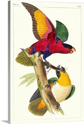 Lemaire Parrots I