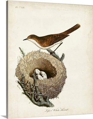 Lesser White-Throat and Nest