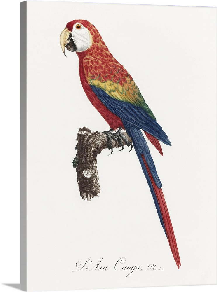 Levaillant Parrot II