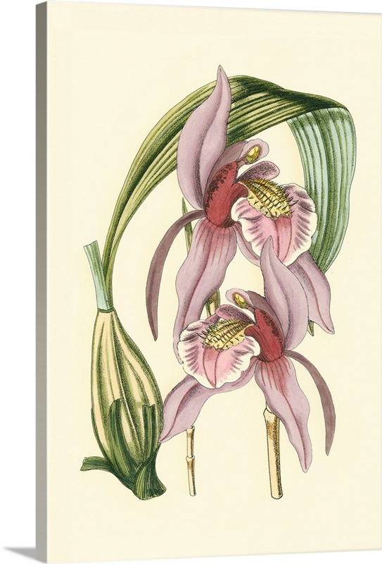 Lilac Orchid III | Great Big Canvas