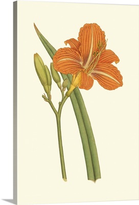 Lily Varieties I