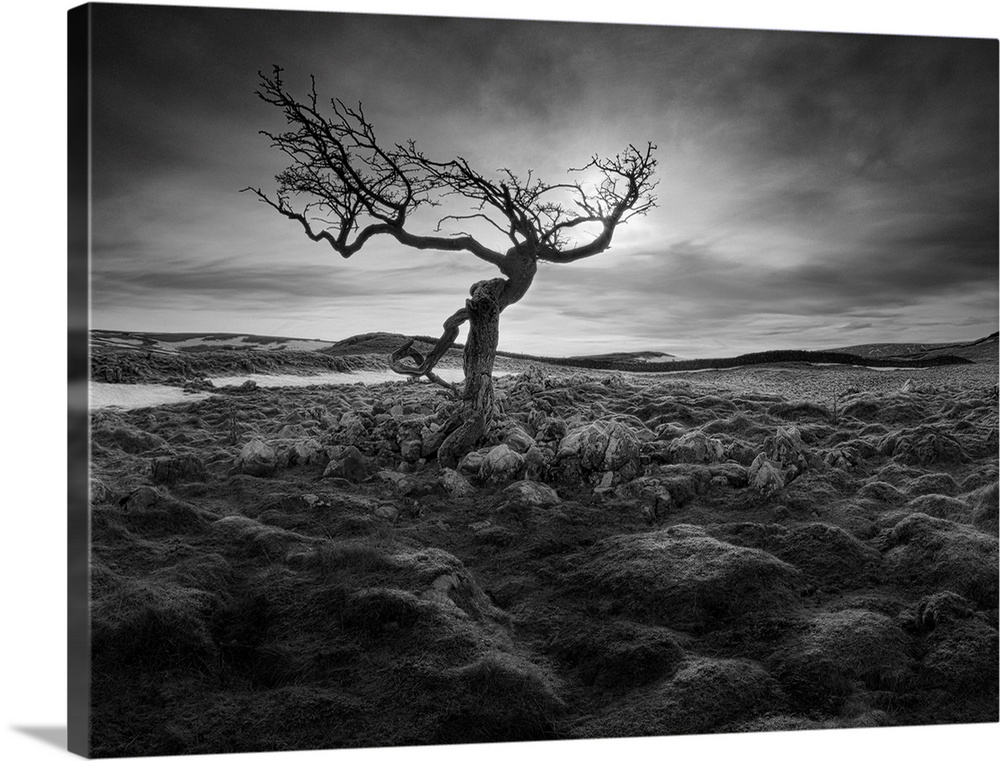 A black and white photograph of a gnarled tree standing lone in a baron looking landscape.