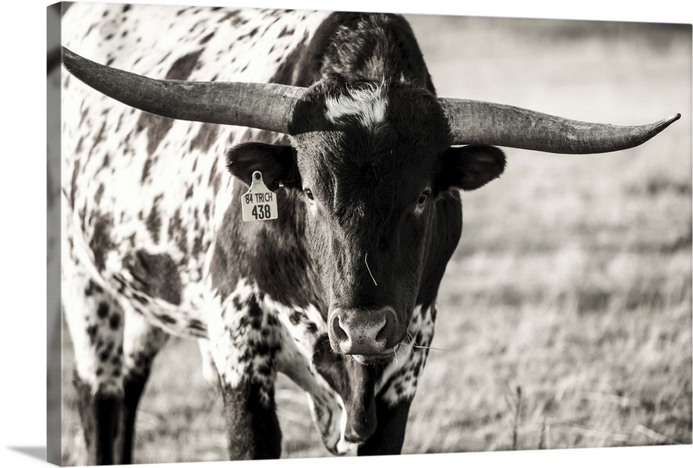 Longhorn Portrait