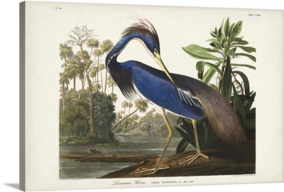 Louisiana Heron