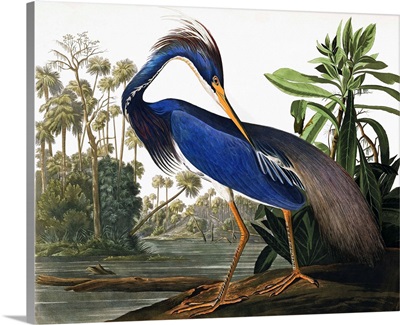 John James Audubon,Columbian Water Ouzel,The Birds of America,canvas print,canvas art,canvas wall art,large wall art,framed wall art,p2380
