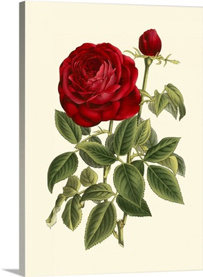 Magnificent Rose IV