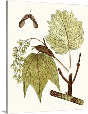 Maple Leaves II
