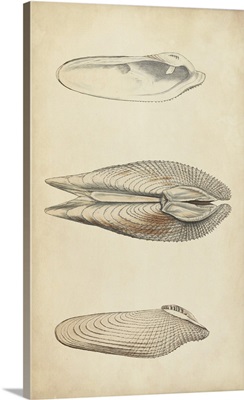 Marine Mollusk I