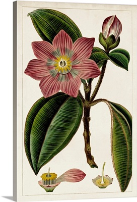 Mauve Botanicals VI