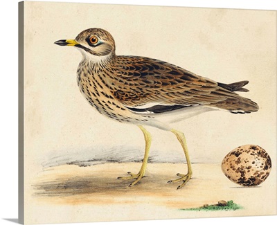 Meyer Shorebirds IV