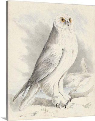 Meyer Snowy Owl
